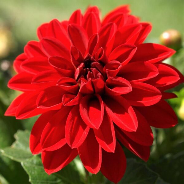 Votaniki Dahlia Gallery 'Singer' - Perennial & Large Blooming Red Dahlia | Summer Flowers, Dahlia Tubers for Planting - Easy to Grow