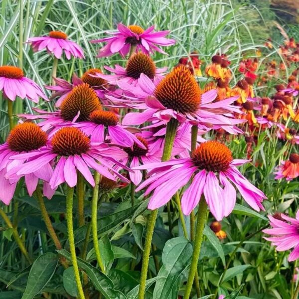 Votaniki Echinacea Purpurea Coneflower - Herbaceous Perennial, Coneflower Roots for Planting | Summer Flowers, Easy to Grow