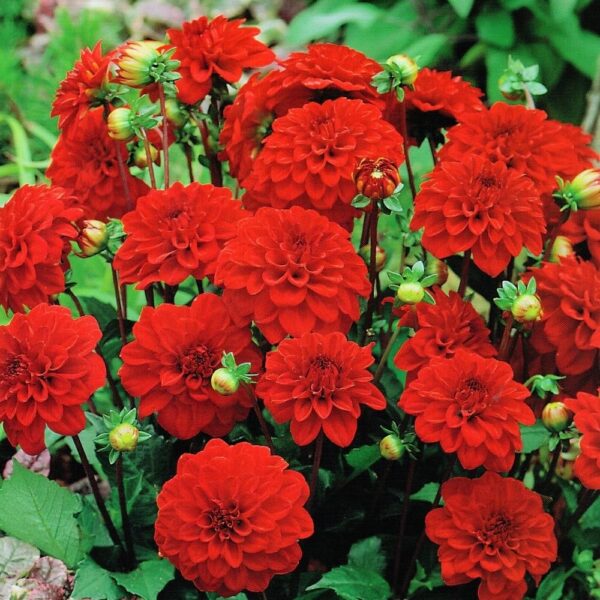 Votaniki Dahlia Gallery 'Singer' - Perennial & Large Blooming Red Dahlia | Summer Flowers, Dahlia Tubers for Planting - Easy to Grow