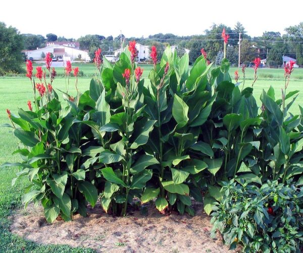 Votaniki Red Flower Canna Lily Bulbs for Planting Outdoors - 3 Pcs Robert Kemp Heirloom Giant Tall Cannas Bulbs Lily Rhizomes Canna Bulb Lilies Flowers Bulbs for Garden Border, Lawn and Door Front