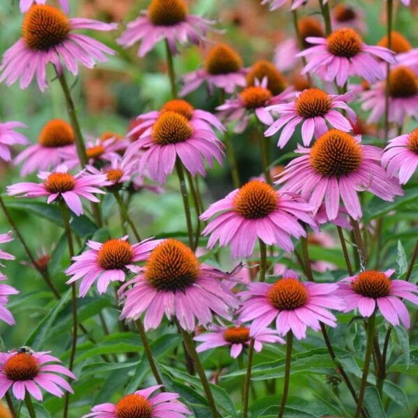 Votaniki Echinacea Purpurea Coneflower - Herbaceous Perennial, Coneflower Roots for Planting | Summer Flowers, Easy to Grow