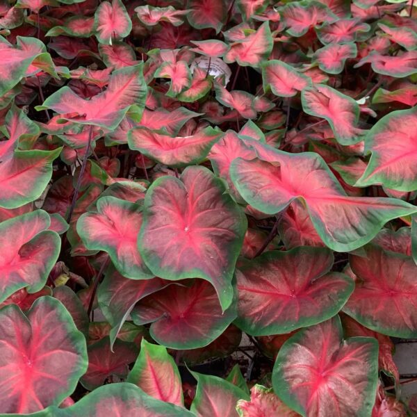 Votaniki Royal Flush Caladiums Bulbs - Perennial Caladium, Stunning Foliage for Any Garden - Easy to Grow and Low Maintance Plants