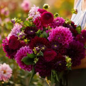 Votaniki Ball & Decorative Dahlia Mix Bulbs - Pollinator Friendly, Long Lasting Blooms, Perennial Dahlia | Stunning Garden Displays - Perfect for Garden Beds, Borders, and Containers