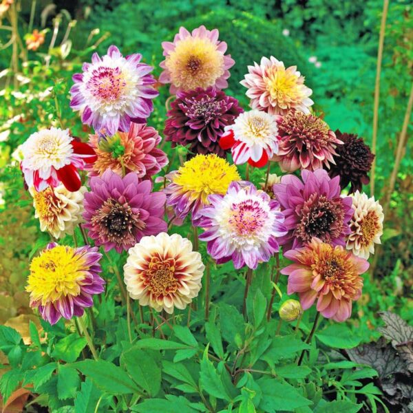 Votaniki Powder Puff Dahlia Mixture - Perennials, Long Lasting Blooms, Dahlia Anemone Flowered (Anemome Type Dahlias) | Dahlia Tubers for Planting - Easy to Grow