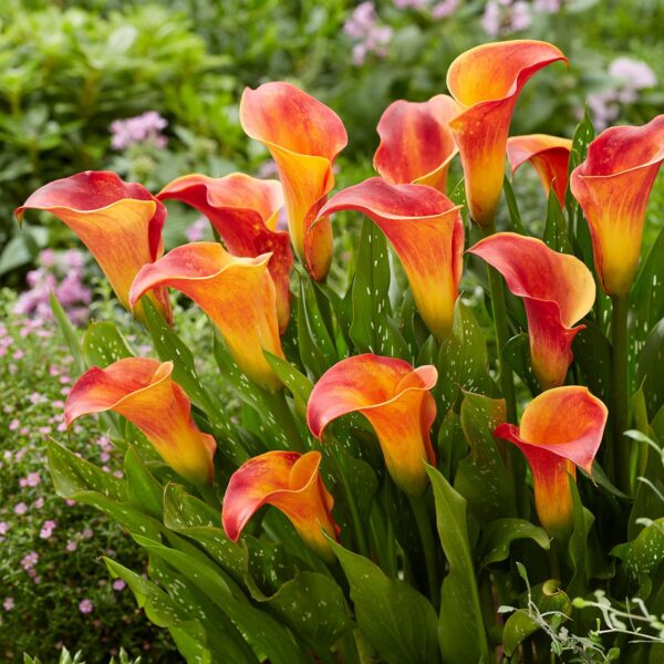 Votaniki Flame Calla Bulbs Large Bulbs for Planting - Perennial, Trumpet Shaped Flowers, Zantedeschia ‘Flame’ (Calla Lily) | Summer Flower Bulbs, Easy to Grow