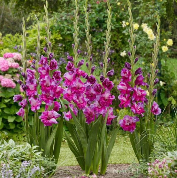 Votaniki Purple Art Gladiolus Bulbs - Attractive Flowers, Perennializing Gladiolus 'Purple Art' Flower Bulbs | Easy to Grow & Maintain