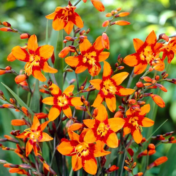 Votaniki Emily McKenzie Crocosmia Bulbs - Vibrant Blooms for Garden, Hardy and Resilient, Perennial Crocosmia | Low Maintenance Beauty for Garden