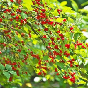 Votaniki Nanking Cherry 1-2 Ft Plant - Versatile, Perennial, Early Fruiting, High Yielding Nanking Cherry Plant | Low Maintance & Easy-to-Grow Fruit Tree