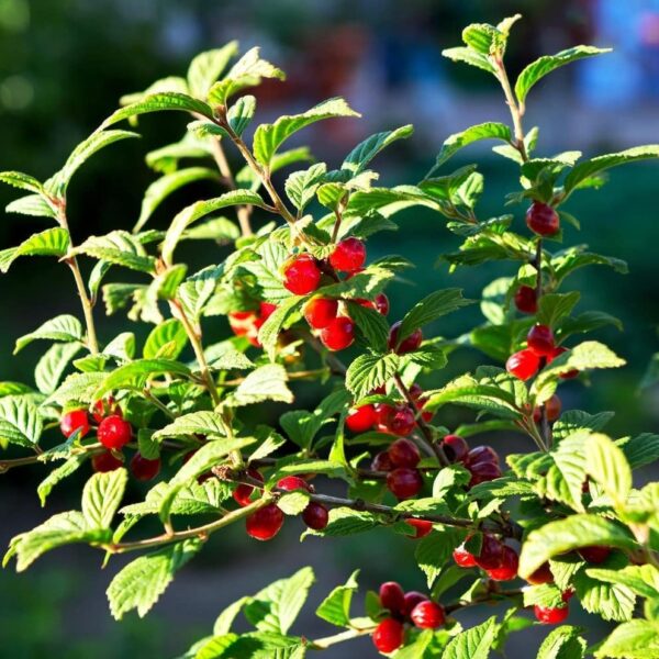 Votaniki Nanking Cherry 1-2 Ft Plant - Versatile, Perennial, Early Fruiting, High Yielding Nanking Cherry Plant | Low Maintance & Easy-to-Grow Fruit Tree