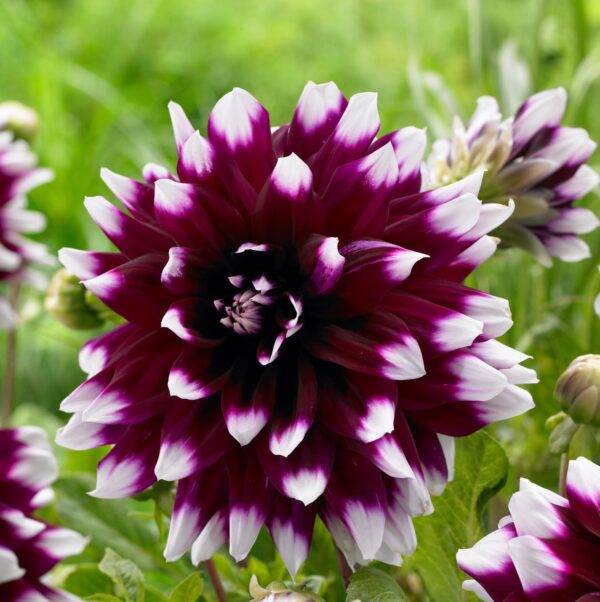 Votaniki Dahlia Mystery Day - Perennials, Large Blooms, Decorative Dahlia 'Mystery Day' | Dahlia Tuber for Palnting - Summer/Fall Flower, Easy to Grow