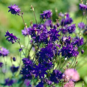 Votaniki Aquilegia Blue Barlow Plant - Hardy Perennials, Aquilegia Vulgaris VAR. Stellata ‘Blue Barlow’ | Fully Double Flowers, Easy to Grow