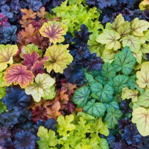 Votaniki Heuchera Mix Bare Root - Heuchera Palace Purple, Melting Fire and Sanguinea 'Mix' | Perennializing Coral Bell - Perfect for Borders, Container Gardening & Ground Cover