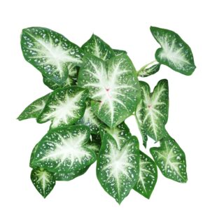 Votaniki Stardust Caladium Bulbs - Long Lasting Beauty, Perennial Caladium Bulbs for Planting | Stunning Foliage for Any Garden or Indoor Space - Fast Growing & Low Maintenance