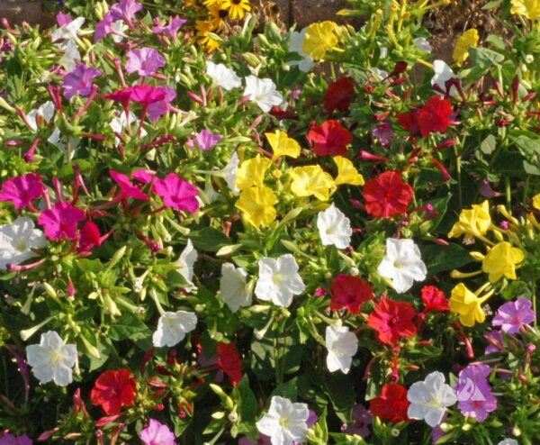 Flower Votaniki Mirabilis Jalapa Mix - Four O'Clocks 'Mirabilis Jalapa' Tubers for Planting | Perennials, Fragrant & Showy Blooms, Summer Flowers, Easy to Grow