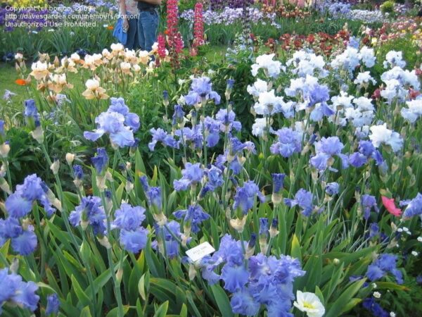 Votaniki Full Tide Blue Iris Bulbs for Fall Planting - Blue Flower Bearded Iris Bulbs – Re Blooming Iris Ready for Planting Iris Flowers Spring Bulbs to Plant in Spring and Fall