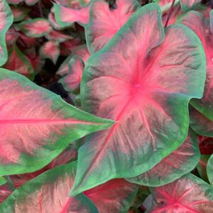 Votaniki Royal Flush Caladiums Bulbs - Perennial Caladium, Stunning Foliage for Any Garden - Easy to Grow and Low Maintance Plants