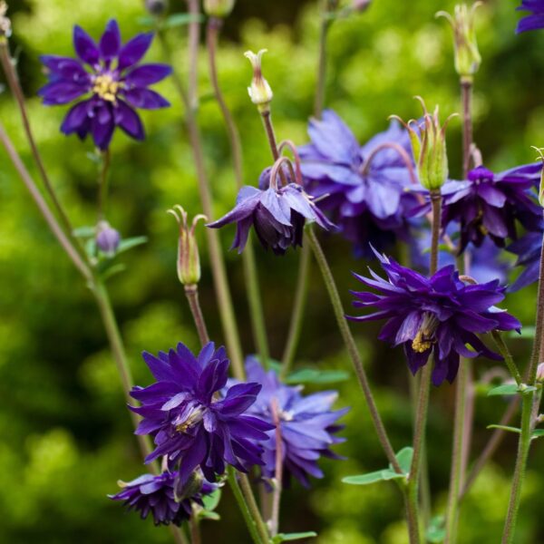 Votaniki Aquilegia Blue Barlow Plant - Hardy Perennials, Aquilegia Vulgaris VAR. Stellata ‘Blue Barlow’ | Fully Double Flowers, Easy to Grow