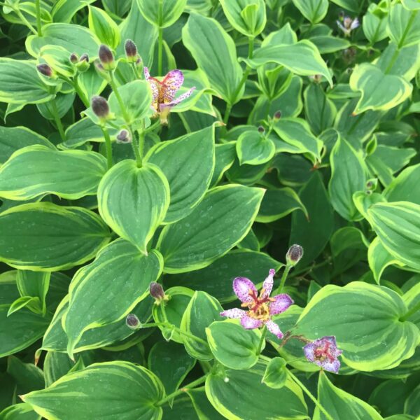 Votaniki Formosa Toad Lily - Shade Loving Perennial, Toad Lily 4 Inch Pot Live Plant | Tricyrtis Formosana 'Autumn Glow' (Toad Lily), Easy to Grow