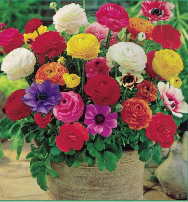 Votaniki Grand Freesia & Ranunculus Flower Bulbs - Set of 22 Ranunculus & Freesia Flower Bulb Mix