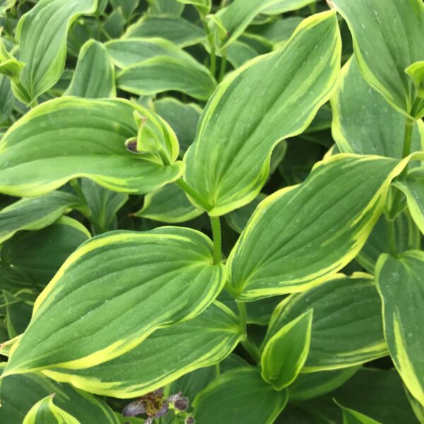 Votaniki Formosa Toad Lily - Shade Loving Perennial, Toad Lily 4 Inch Pot Live Plant | Tricyrtis Formosana 'Autumn Glow' (Toad Lily), Easy to Grow