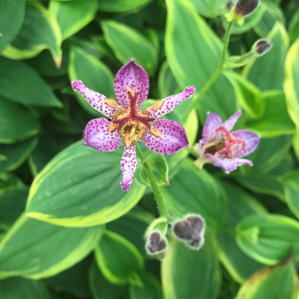 Votaniki Formosa Toad Lily - Shade Loving Perennial, Toad Lily 4 Inch Pot Live Plant | Tricyrtis Formosana 'Autumn Glow' (Toad Lily), Easy to Grow