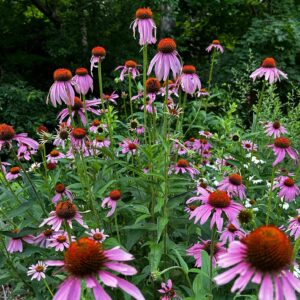 Votaniki Echinacea Purpurea Coneflower - Herbaceous Perennial, Coneflower Roots for Planting | Summer Flowers, Easy to Grow