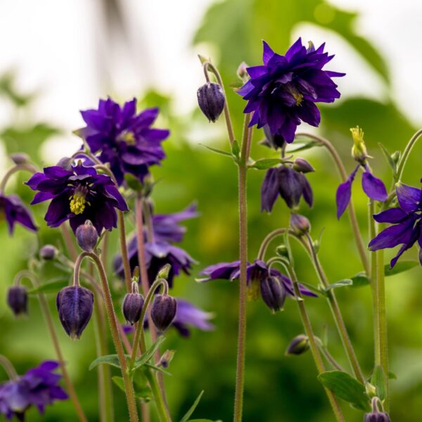 Votaniki Aquilegia Blue Barlow Plant - Hardy Perennials, Aquilegia Vulgaris VAR. Stellata ‘Blue Barlow’ | Fully Double Flowers, Easy to Grow