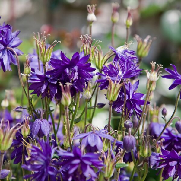 Votaniki Aquilegia Blue Barlow Plant - Hardy Perennials, Aquilegia Vulgaris VAR. Stellata ‘Blue Barlow’ | Fully Double Flowers, Easy to Grow