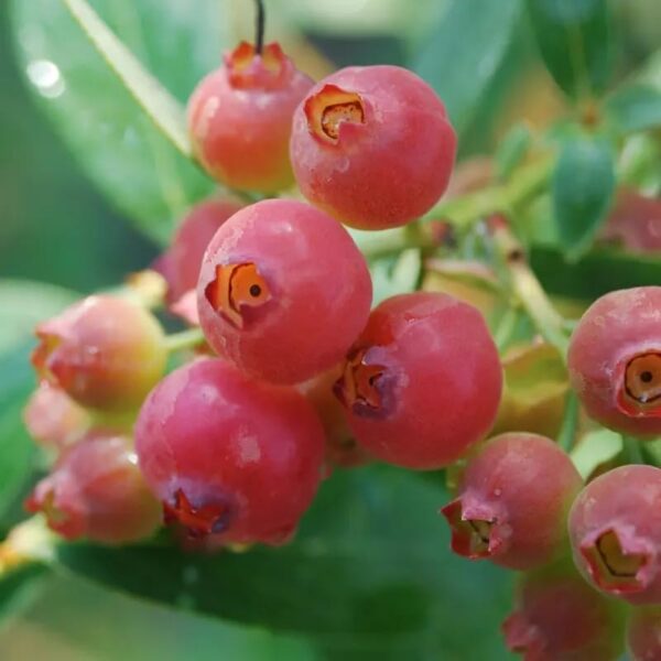 Votaniki Pink Lemonade Blueberry Bush - Perennial, Fruit Bearing Shrubs (Vaccinium 'Pink Lemonade') | Blueberry Live Plant 1 Gallon Pot, Easy to Grow