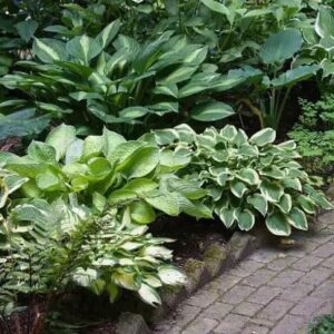 Votaniki Hosta Bulk Mixed - Hardy Perennial, Hosta Bare Root for Planting | Perfect for Shade Gardens, Woodland Landscapes, Border Plantings, Container Gardens & Rock Gardens