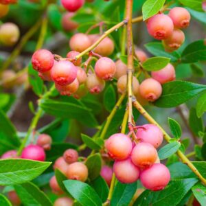 Votaniki Pink Lemonade Blueberry Bush - Perennial, Fruit Bearing Shrubs (Vaccinium 'Pink Lemonade') | Blueberry Live Plant 1 Gallon Pot, Easy to Grow