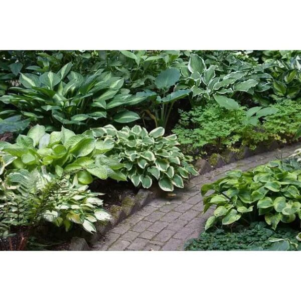 Votaniki Hosta Bulk Mixed - Hardy Perennial, Hosta Bare Root for Planting | Perfect for Shade Gardens, Woodland Landscapes, Border Plantings, Container Gardens & Rock Gardens