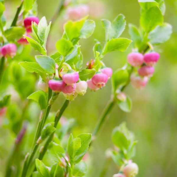 Votaniki Pink Lemonade Blueberry Bush - Perennial, Fruit Bearing Shrubs (Vaccinium 'Pink Lemonade') | Blueberry Live Plant 1 Gallon Pot, Easy to Grow