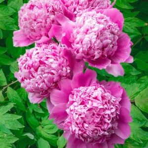 Votaniki Peony Monsieur Jules Elie - Perennials, Fragrant Blooms, Paeonia lactiflora ‘Monsieur Jules Elie’ (Peony) | Peony Roots for Planting, Easy to Grow