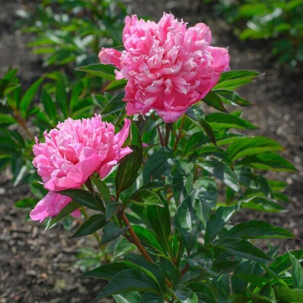 Votaniki Peony Edulis Superba - Perennials, Fragrant Blooms, Paeonia Lactiflora ‘Edulis Superba’ (Peony) | Peony Roots for Planting, Easy to Grow