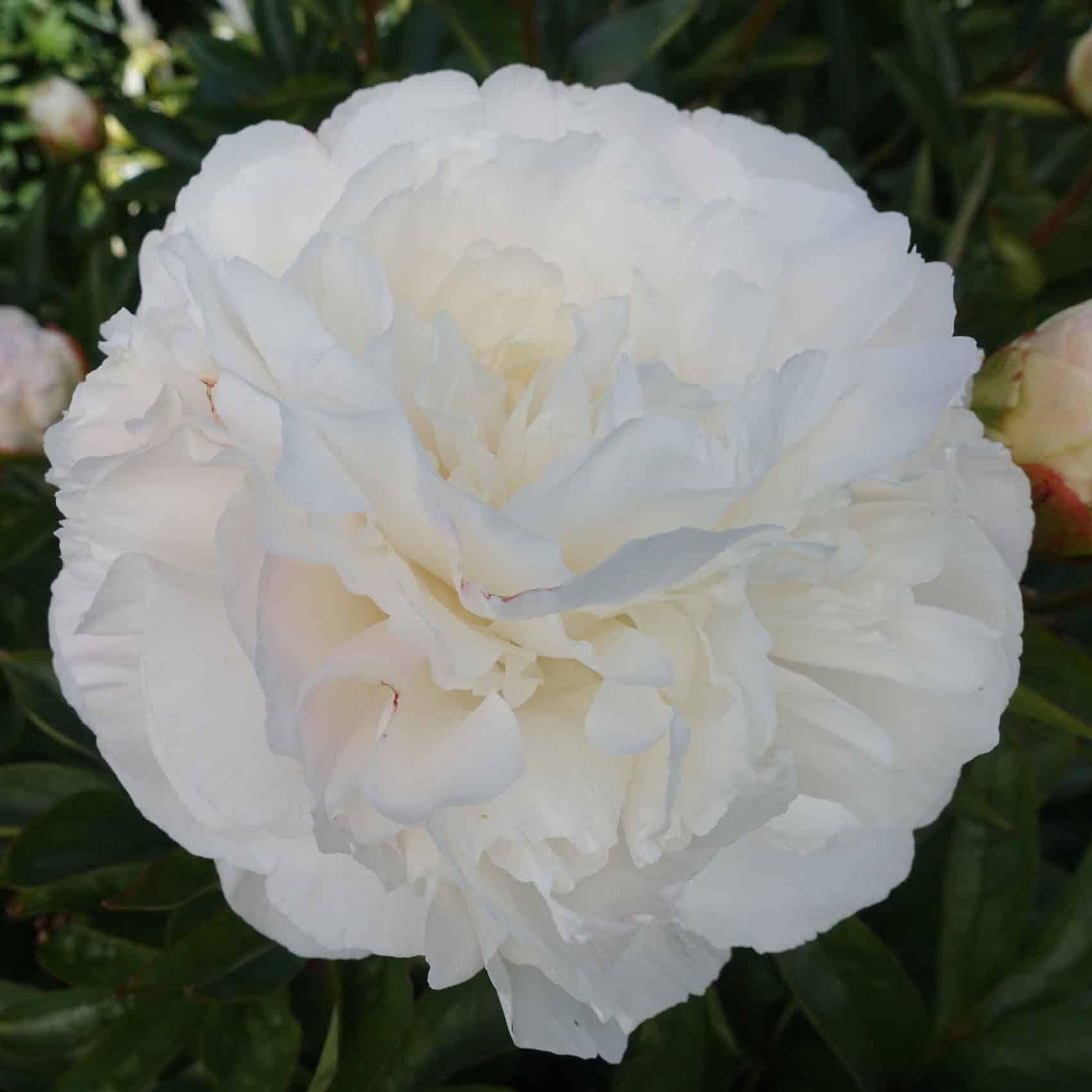 Votaniki Peony Mother’s Choice – Perennials, Fragrant Blooms, Paeonia ...