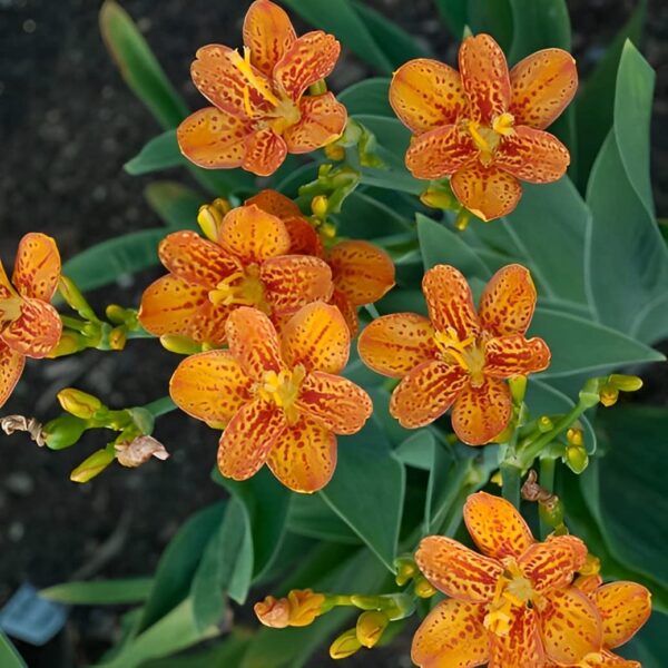 Votaniki BlackBerry Lily Plant - Perennial Belamcanda Chinensis ‘Freckle Face’ Flower Plant | Perfect for Any Garden - Fast Growing and Low Maintenance