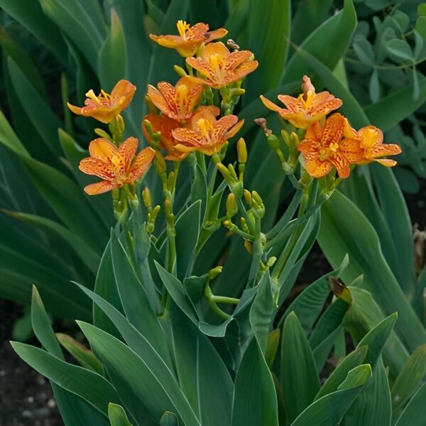 Votaniki BlackBerry Lily Plant - Perennial Belamcanda Chinensis ‘Freckle Face’ Flower Plant | Perfect for Any Garden - Fast Growing and Low Maintenance