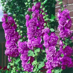 Votaniki Charter's Violet Double Hollyhock Rhizome - Long Lasting Blooms, Perennial Hollyhock Flower Rhizome | Low Maintenance and Easy to Grow