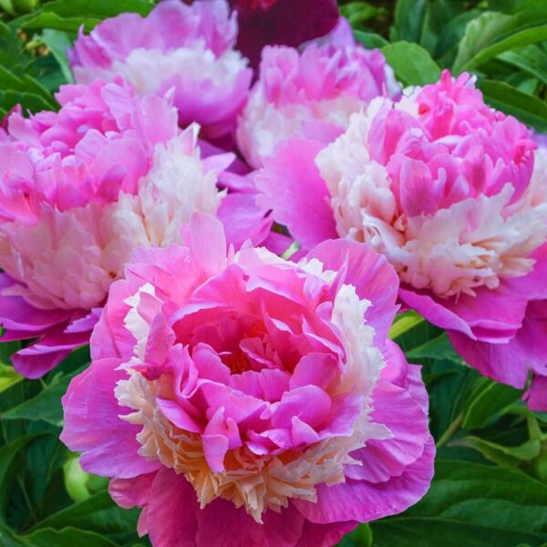 Votaniki Sorbet Peony Roots for Planting - Large Double Blooms & Fragrance Peony | 3-5 Eye XL Roots, for 5+ Gallon Pot, Easy to Grow - Perennial Flowering Peony Roots