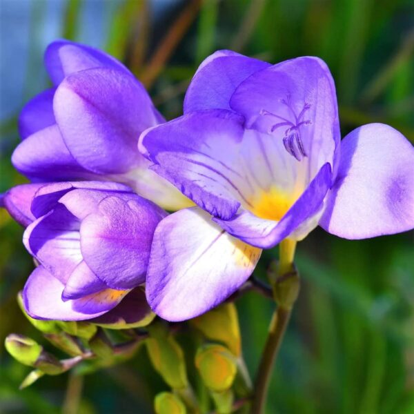 Votaniki Single Blue Freesia Bulbs - Perennial Single Blue Freesia Flowering Bulbs for Planting | Long Lasting Blooms - Easy to Grow and Maintain