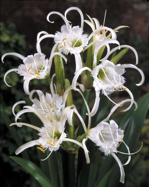 Votaniki Peruvian Daffodil Bulbs Spider Plant - Live Plants Outdoor Spider Plants Live House Plants Bulbs for Planting - Flower Bulbs for Spring Planting Daffodil Bulbs Bulk Live Daffodil Seeds