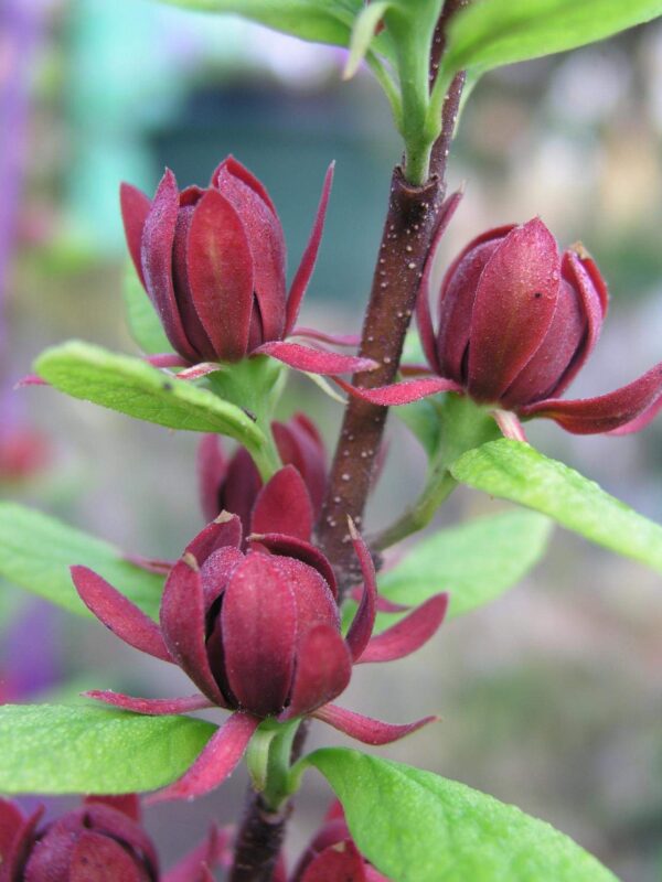 Votaniki Sweet Shrub Bush Live Plants Outdoor - Calycanthus Floridus Large Potted Shrub, 8-12" Tall Sweet Plants Beautiful Flowering Bushes Plants - Perennial Outdoor Plants Live Shrubs