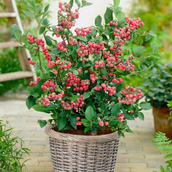 Votaniki Pink Lemonade Blueberry Bush - Perennial, Fruit Bearing Shrubs (Vaccinium 'Pink Lemonade') | Blueberry Live Plant 1 Gallon Pot, Easy to Grow