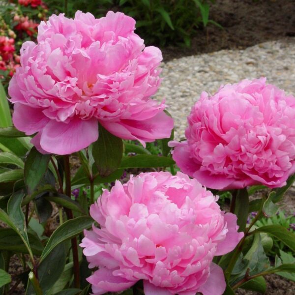 Votaniki Peony Monsieur Jules Elie - Perennials, Fragrant Blooms, Paeonia lactiflora ‘Monsieur Jules Elie’ (Peony) | Peony Roots for Planting, Easy to Grow