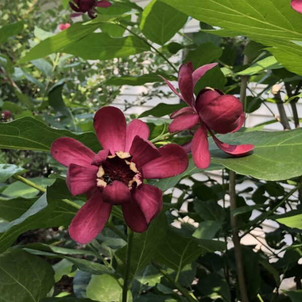 Votaniki Sweet Shrub Bush Live Plants Outdoor - Calycanthus Floridus Large Potted Shrub, 8-12" Tall Sweet Plants Beautiful Flowering Bushes Plants - Perennial Outdoor Plants Live Shrubs