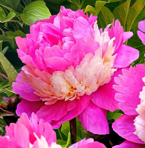 Votaniki Sorbet Peony Roots for Planting - Large Double Blooms & Fragrance Peony | 3-5 Eye XL Roots, for 5+ Gallon Pot, Easy to Grow - Perennial Flowering Peony Roots