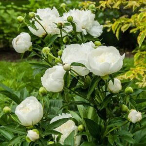 Votaniki Peony Duchesse de Nemours - Perennials, Fragrant Blooms, Paeonia Lactiflora ‘Duchesse de Nemours’ (Peony) | Peony Roots for Planting, Easy to Grow