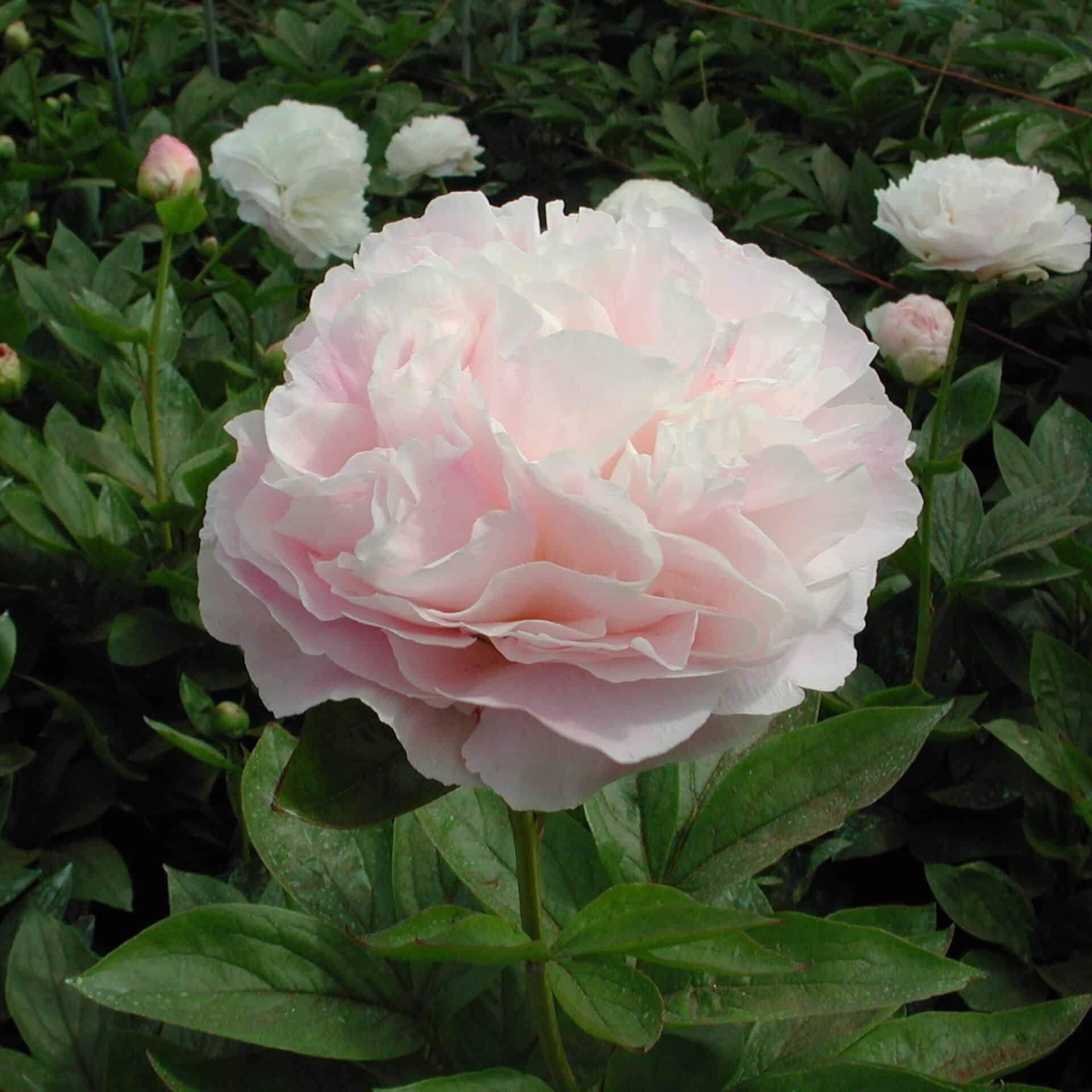 Votaniki Peony Mother’s Choice – Perennials, Fragrant Blooms, Paeonia ...