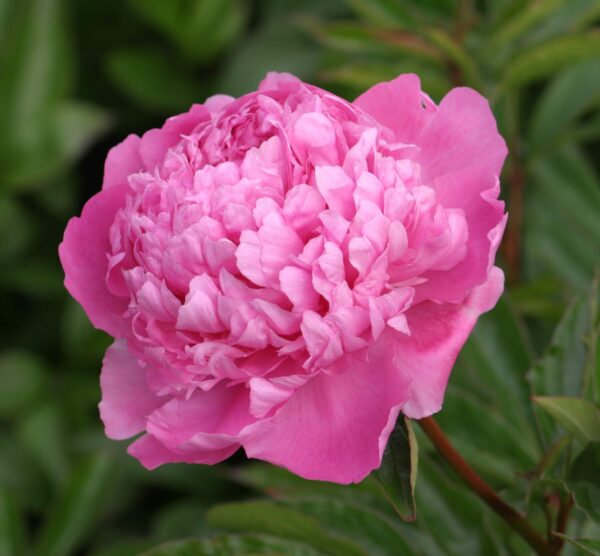 Votaniki Peony Monsieur Jules Elie - Perennials, Fragrant Blooms, Paeonia lactiflora ‘Monsieur Jules Elie’ (Peony) | Peony Roots for Planting, Easy to Grow